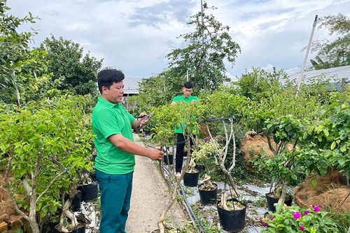 Huyện Lai Vung tập trung sản xuất nông nghiệp theo hướng bền vững