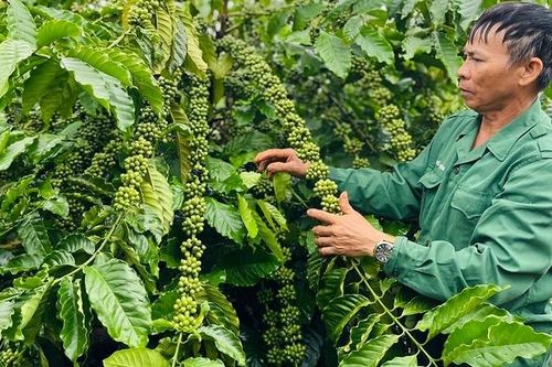 Hơn 490 tỷ đồng xây dựng vùng nguyên liệu cà phê đạt chuẩn