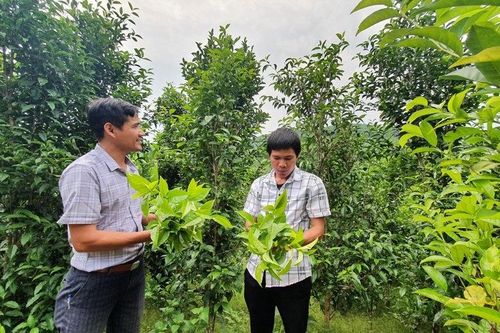 Mở lối phát triển kinh tế, giảm nghèo hiệu quả cho bà con nông dân