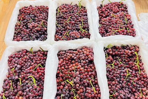 Nho không hạt Trung Quốc đổ bộ chợ Việt, giá siêu rẻ 25.000 đồng/kg