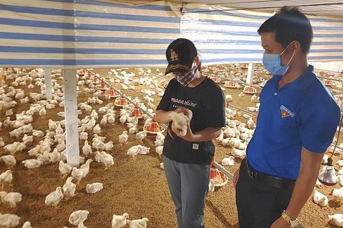Ba Vì tập trung phòng dịch cho gia súc, gia cầm