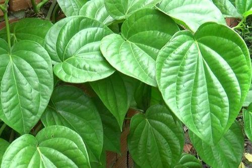 Bài thuốc giảm đau nhức xương khớp dễ thực hiện tại nhà