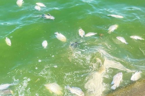 Phú Yên: Cá chết la liệt ở hồ điều hòa