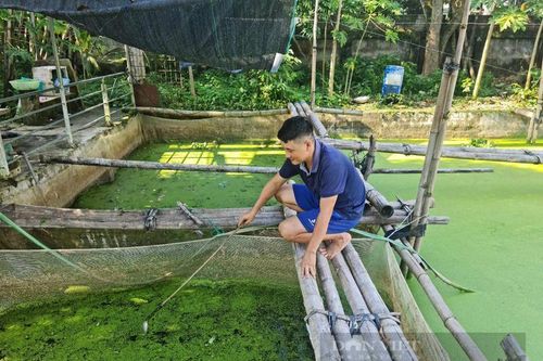 Một thầy giáo ở Điện Biên thu nhập khá nhờ nuôi ốc nhồi