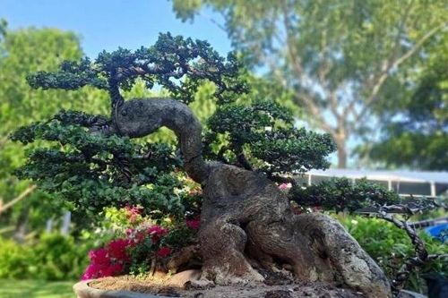 Ngắm loạt 'quái cây' bonsai giá hàng tỷ đồng không bán
