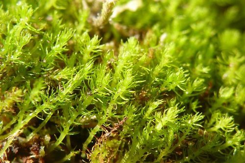 Bất ngờ thủ phạm khiến 'hóa thạch sống' Tây Tạng sắp tuyệt chủng