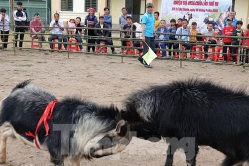 Lên vùng cao Mù Cang Chải xem hội chọi dê