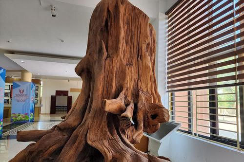 Chiêm ngưỡng gốc huê 'khủng' hàng trăm tuổi tại Quảng Bình