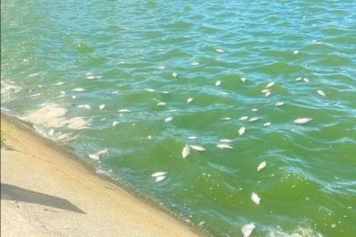 Sốc nhiệt, cá chết hàng loạt trong hồ điều hòa