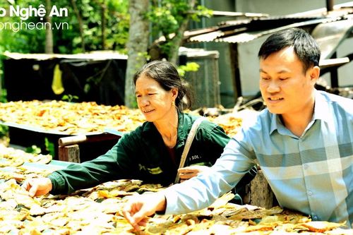 Mùa chế biến măng khô ở miền Tây xứ Nghệ