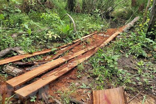 Gia Lai: Triệt phá vụ khai thác gỗ quy mô lớn tại rừng giáp ranh