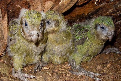 Giải trình tự gene giúp bảo tồn loài vẹt Kakapo đang có nguy cơ tuyệt chủng