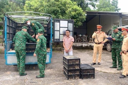 Điểm tin chống buôn lậu ngày 10/9: Bắt gia cầm không rõ nguồn gốc và phá đường dây sản xuất tiền giả