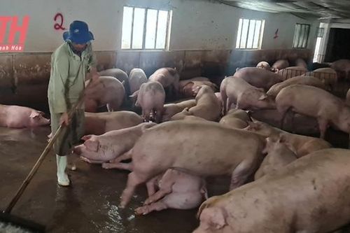 Phát triển trang trại chăn nuôi gắn với đảm bảo vệ sinh môi trường