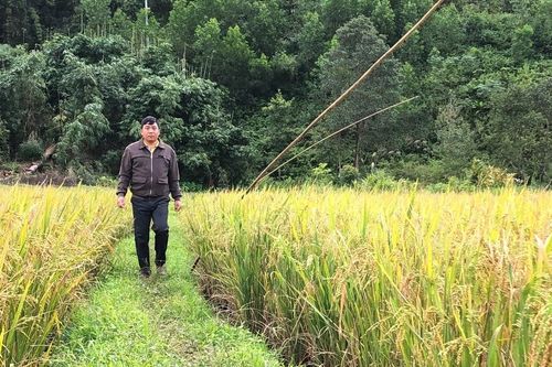 Đồng bào Bahnar phát triển đồng lúa lớn một giống chất lượng cao