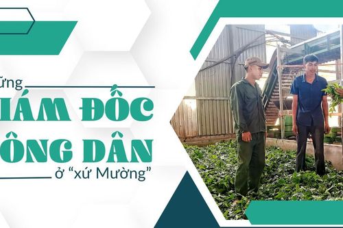 Những giám đốc nông dân ở 'xứ Mường'
