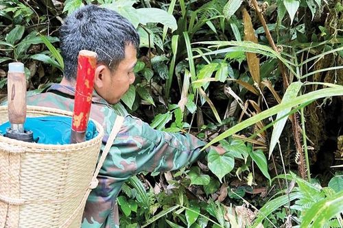 Tìm 'lộc' nơi rừng sâu
