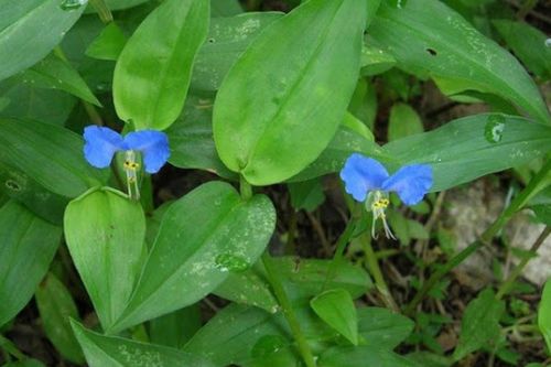 Loài rau dại mọc khắp nơi nhưng ít người biết là thuốc khỏe gan, tốt cho khớp