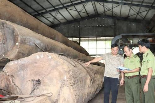 Tăng cường quản lý các cơ sở chế biến lâm sản