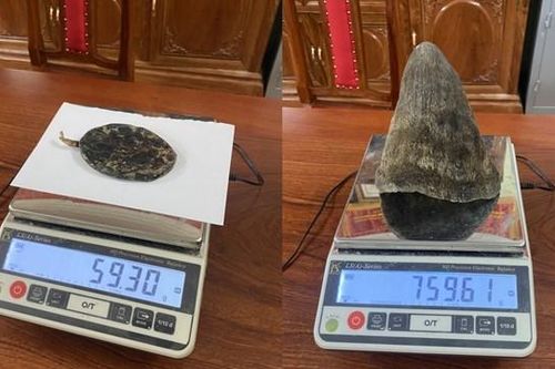 Lai châu: Thưởng nóng Phòng CSHS bắt kẻ mua bán mật gấu, sừng tê giác