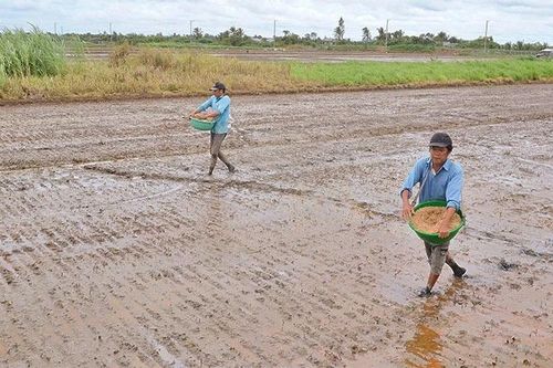 Cân nhắc khi xuống giống vụ lúa thu đông