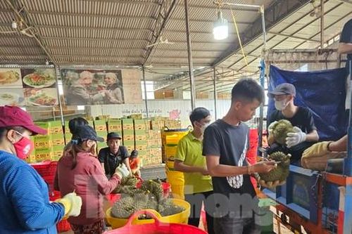 Cơn sốt sầu riêng: Nhiều người lỗ tiền tỷ, nhà cửa 'bay' trong nốt nhạc