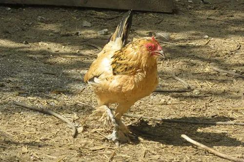 Chú gà hơn 21 năm tuổi sống thọ nhất thế giới