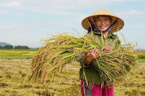 Giá lúa hè thu tại Nghệ An tăng mạnh