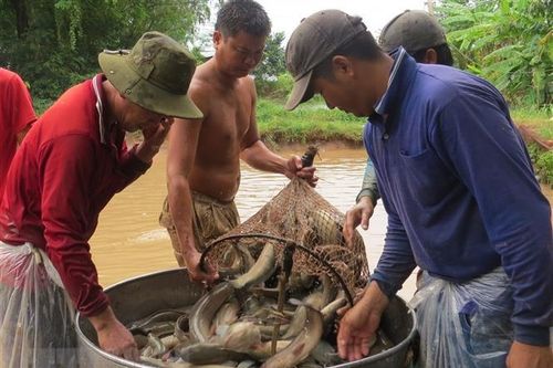 Trà Vinh: Giá cá lóc ổn định, người nuôi lãi hơn 50 triệu đồng mỗi ha