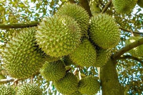 Nhiễu loạn mua bán sầu riêng: Cần siết lại quản lý mã số vùng trồng