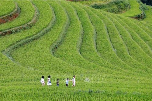 'Bức tranh' kiệt tác ruộng bậc thang Mù Cang Chải