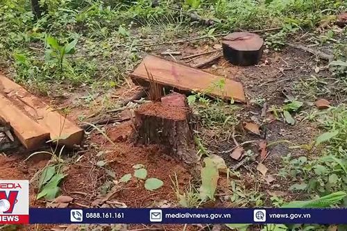 Gia Lai triệt phá vụ khai thác gỗ trái phép quy mô lớn