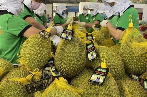 Doanh nghiệp sầu riêng 'chưa kịp lớn đã thất bại trong sân nhà'