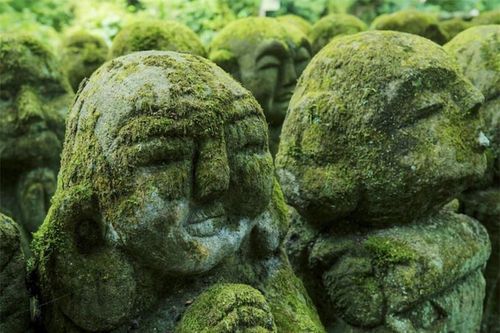 Khám phá thế giới bí ẩn của rêu