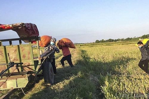Nghệ An - Hà Tĩnh: Dân bán lúa tươi cho thương lái ngay tại ruộng với giá cao
