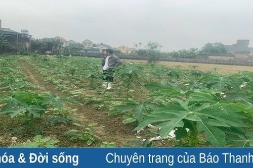 Hiệu quả từ mô hình trồng cây đu đủ đực ở Đông Sơn