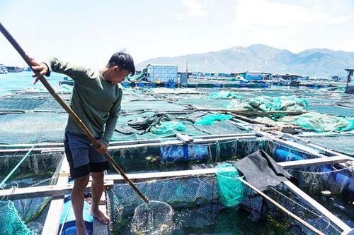 Tổng sản lượng thủy sản đạt hơn 87.560 tấn