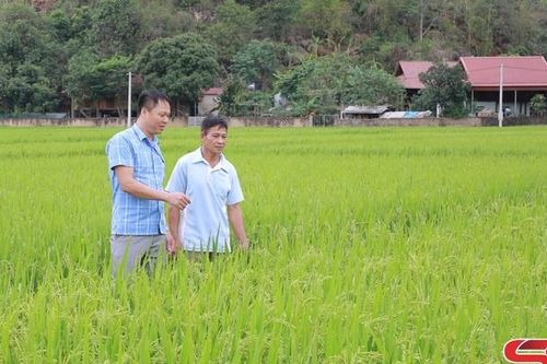 Đảng bộ xã Huy Hạ lãnh đạo nhân dân chuyển đổi cơ cấu cây trồng, vật nuôi