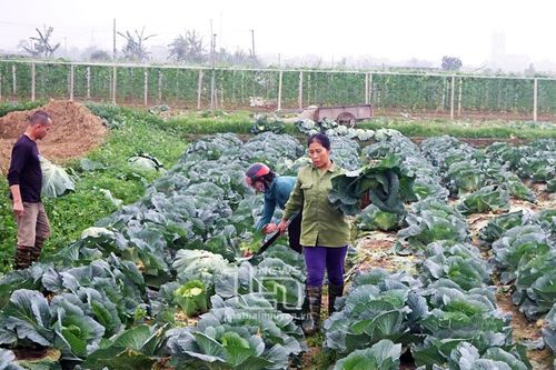 Nông dân Thái Nguyên hối hả luân canh gối vụ