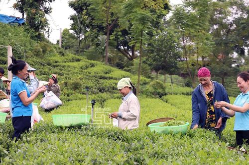Phụ nữ Tân Cương giúp nhau làm kinh tế