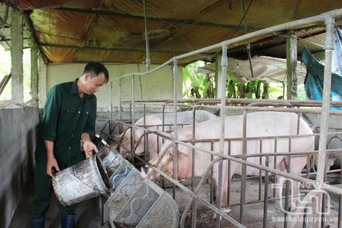 Sử dụng hiệu quả phụ phẩm nông nghiệp