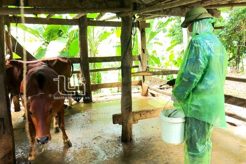 Ngăn chặn sớm dịch bệnh viêm da nổi cục