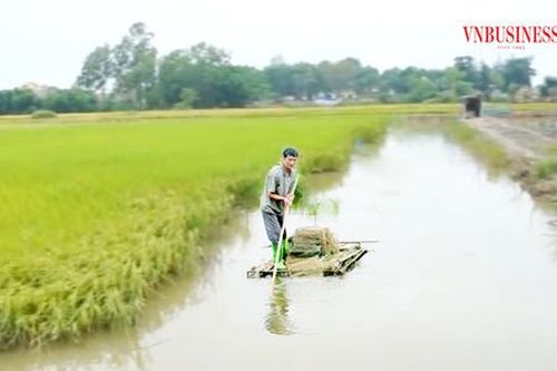 Nông dân xứ Thanh phất lên nhờ trồng lúa sạch 'trúng thêm' con cá đồng