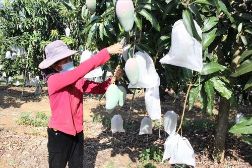 Giảm nghèo nhờ tham gia HTX