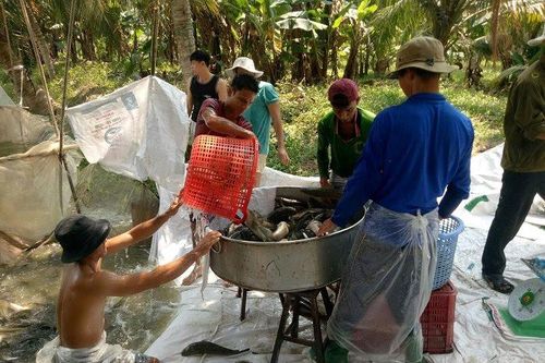 Giá cá lóc ổn định, người nuôi tại Trà Vinh vui mừng báo lãi