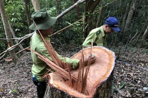 Gia Lai: Phát hiện vụ khai thác trái phép gỗ rừng quy mô lớn