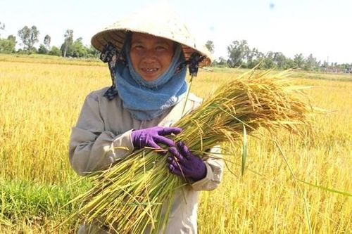 Nông dân tất bật thu hoạch lúa vụ hè thu