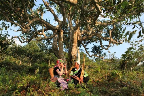 Tôn vinh cây chè Shan tuyết Yên Bái