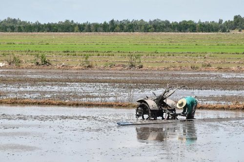 Nông dân vùng Đồng Tháp Mười khẩn trương cày trục đất đón lũ để tháo chua, rửa phèn