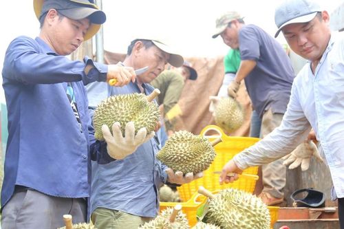 Liên kết tiêu thụ, xuất khẩu sầu riêng bền vững